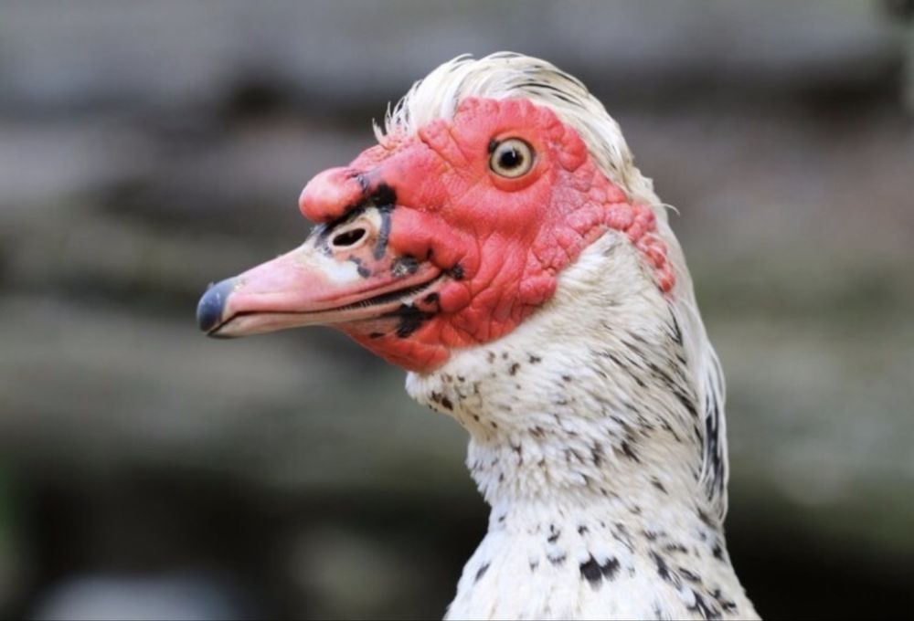 Продам индоуток