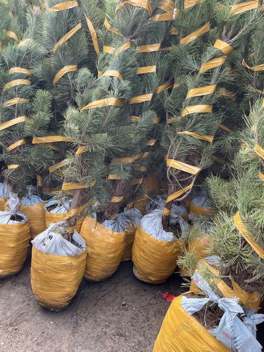 Продам саженцы оптом