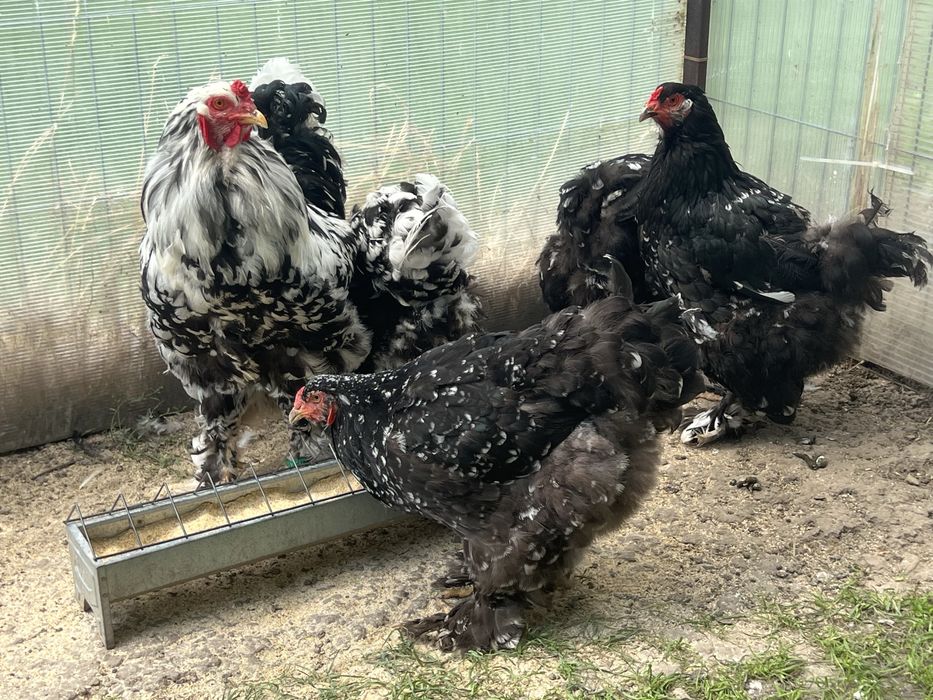Oua incubat Brahma negru bobat