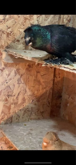 Голуби вольерные