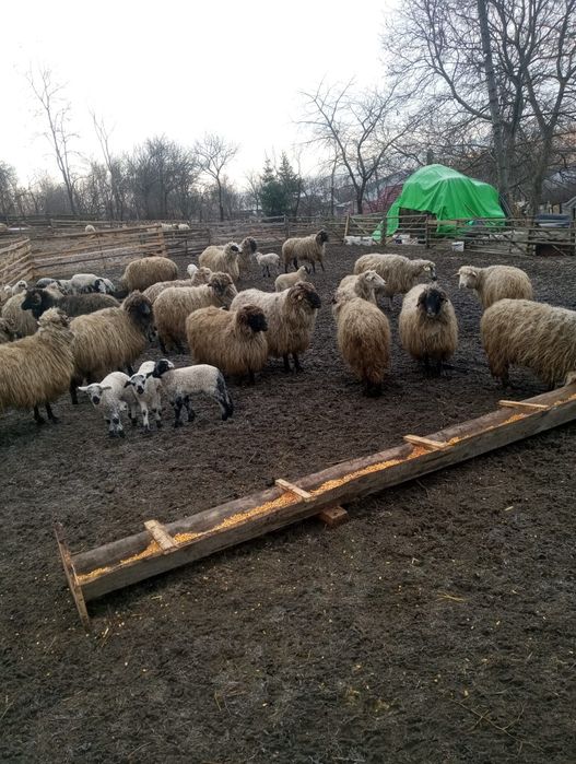 Oi bucălai de vânzare