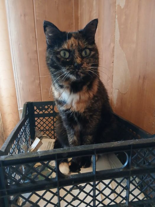 Отдам кошечку Анфису