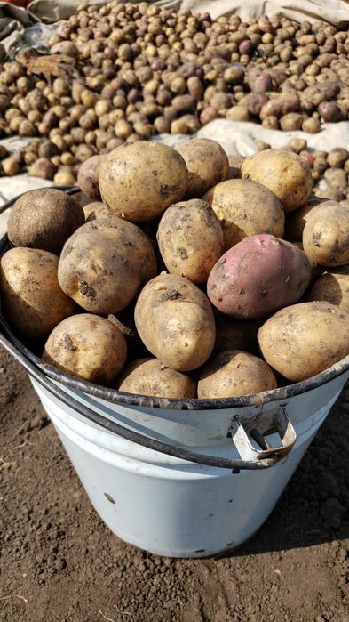 Дачный картофель