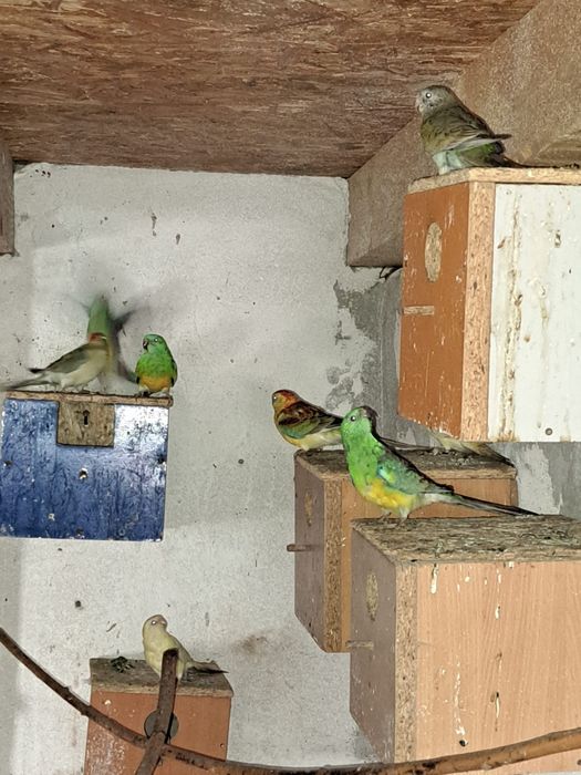 Papagali cantatori ,Nimfe,Micul si Marele Alexandru, Rossela, Agaponis