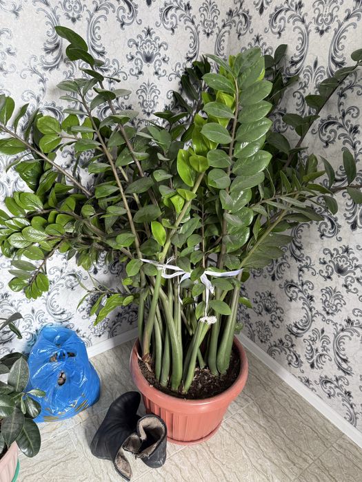 Долларовое дерево