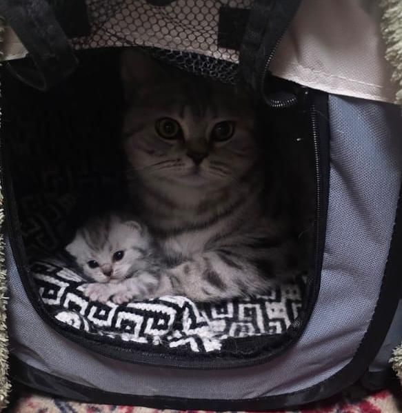 Котята Британцы предзаказ
