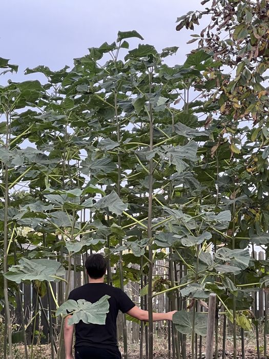 PAULOWNIA  Shantong Butasi