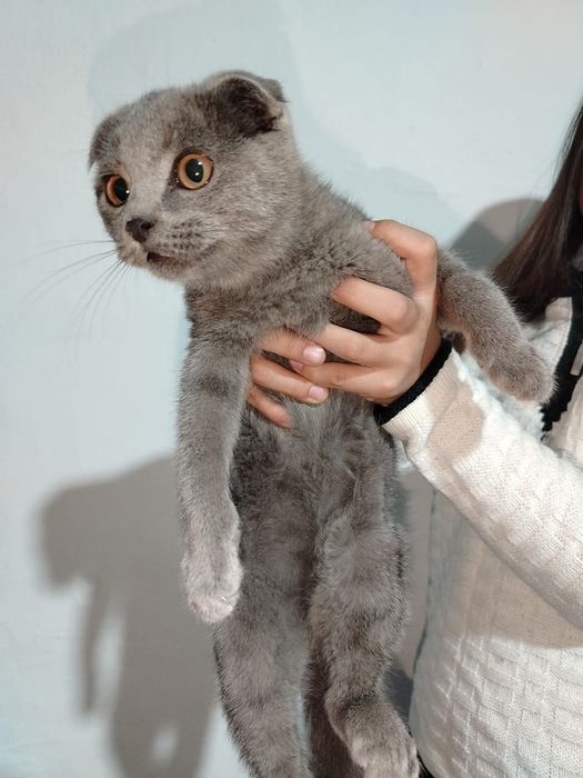 Шотландская кошка