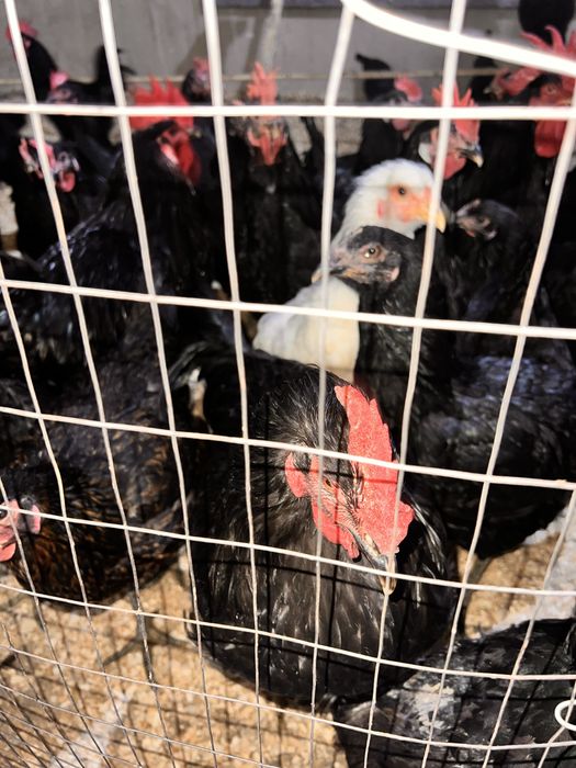 Qora shahzoda Tovuqlar