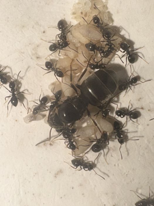 Муравьи  Lasius Niger с Польши