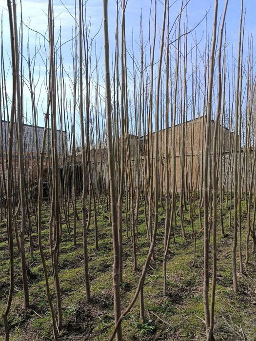 Павлония кучатлари