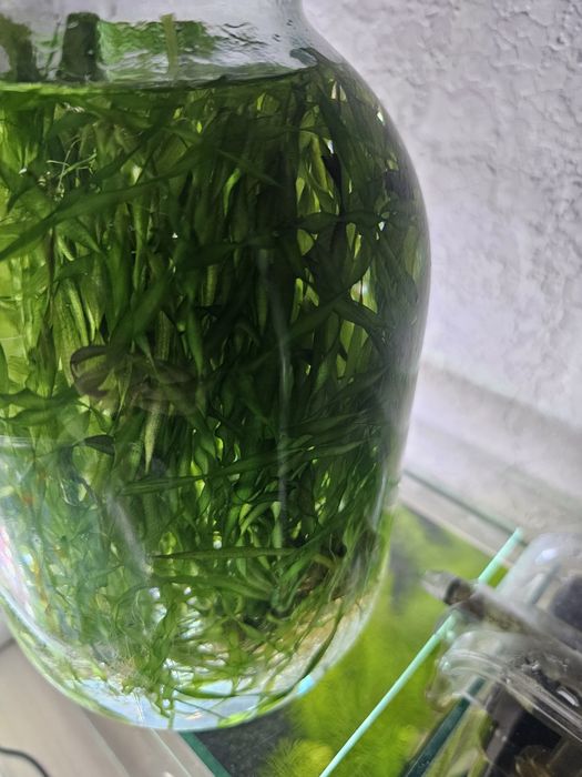 Продам валлиснерия спиралевидная