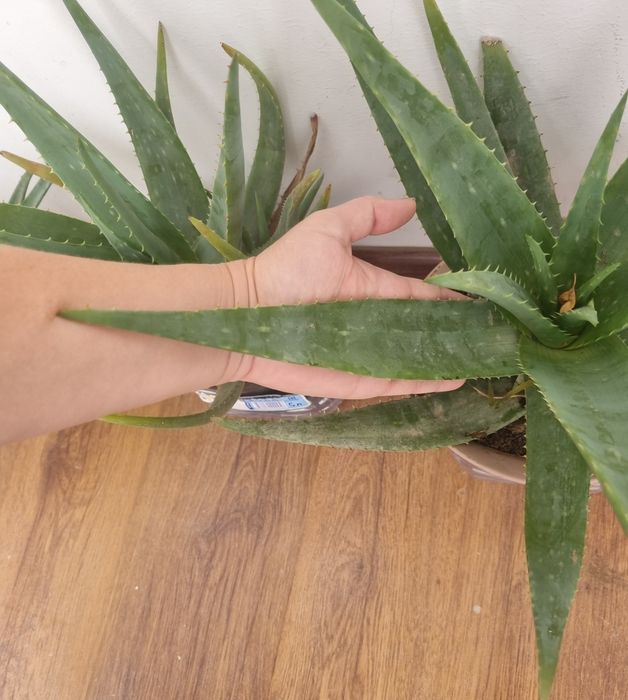 Алое 5 лет. Продажа