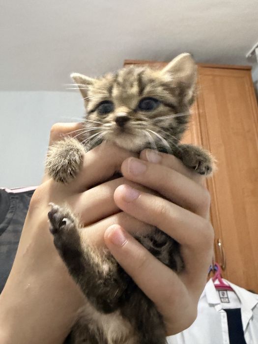 Актобе Котенок ищет дом /сүйкімді марғау өзіне үй іздейді