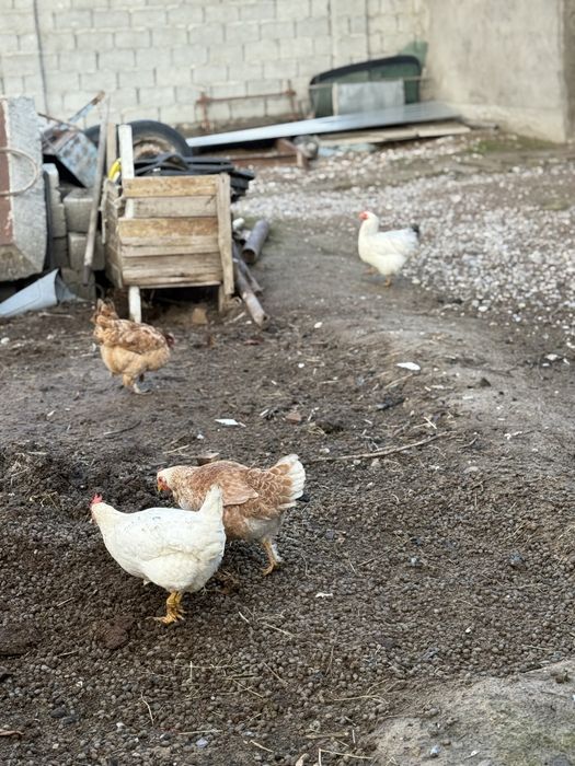 Туып тураған тауықтар