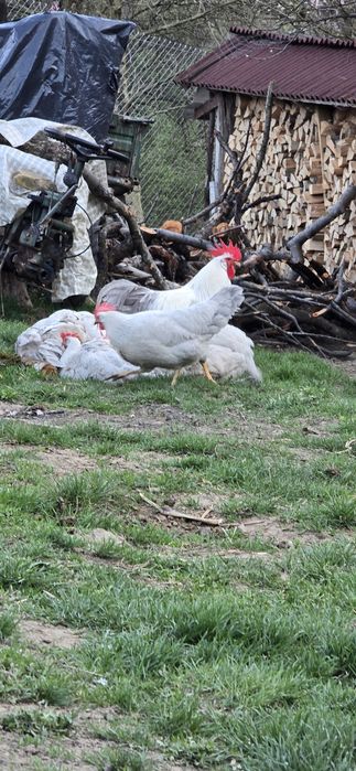 Italiana perlat(lavanda)