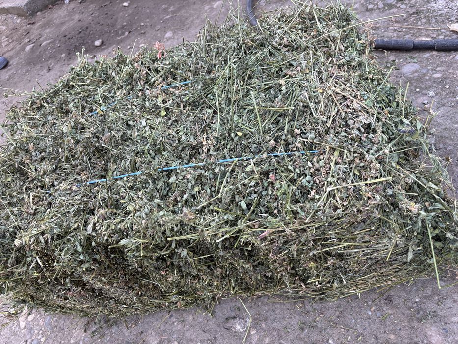 Vand baloti lucerna - productia din  2025