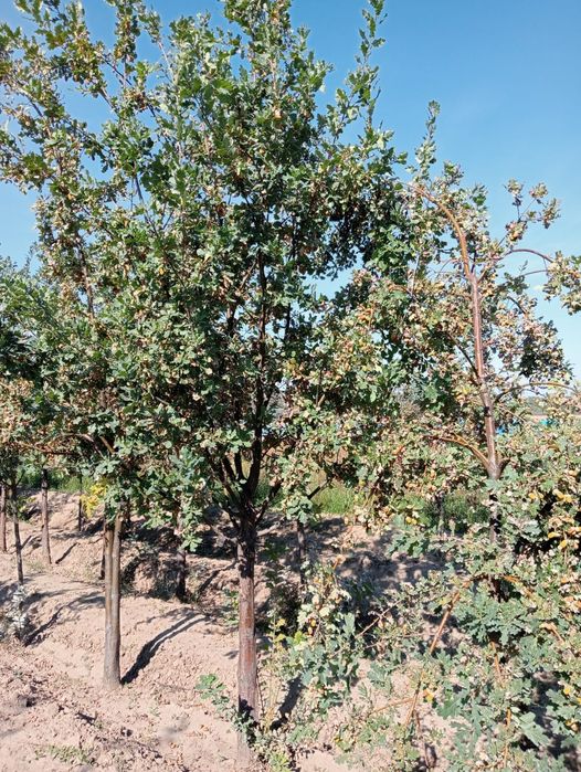 Катальпа Липа Дуб крупномеры