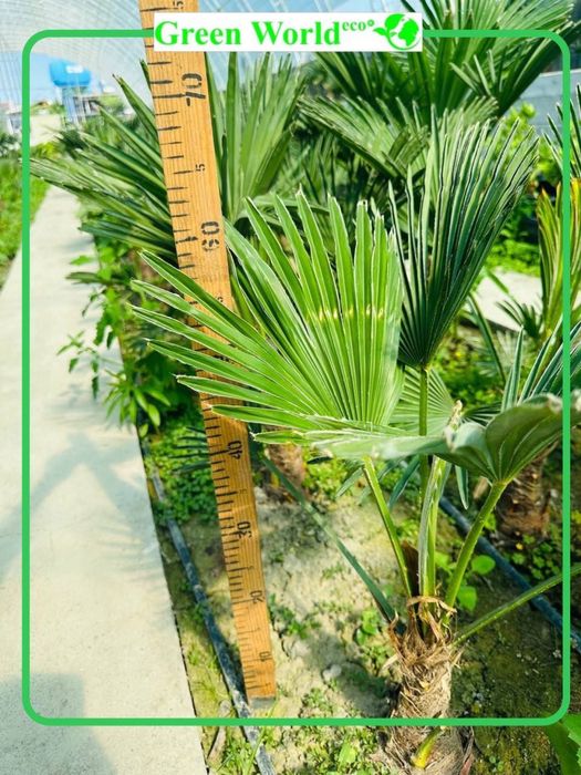 Trachycarpus Wagnerianus