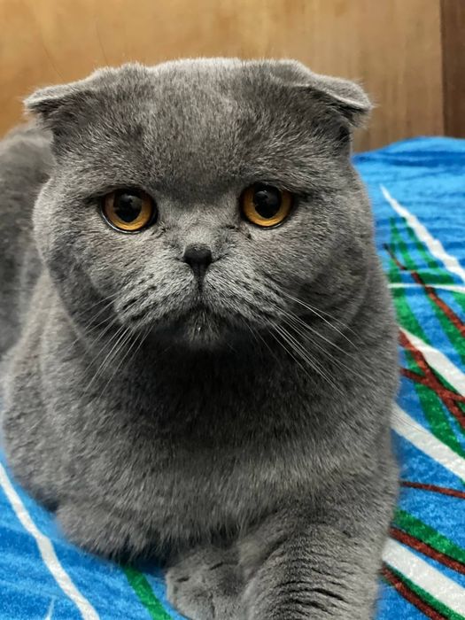 Классный активный кот для вязки.