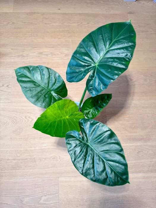 Alocasia Regal Sheild Colocasia, Urechea Elefantului