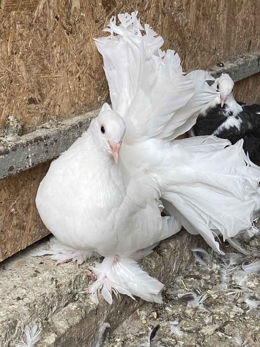 Voltati indieni diferite culori