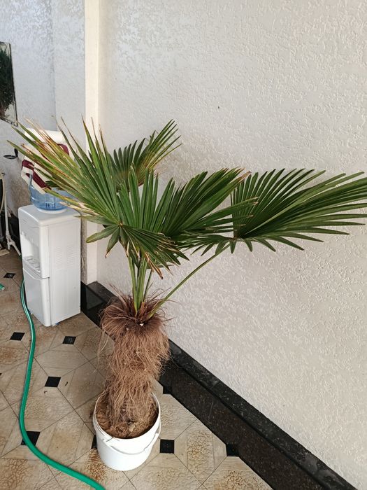 Srochno prodam derevya