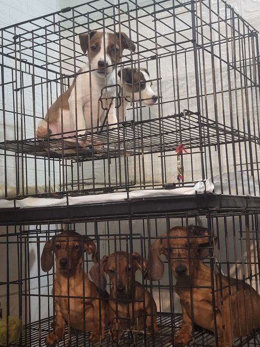 Такса щенки 2,5месяца.