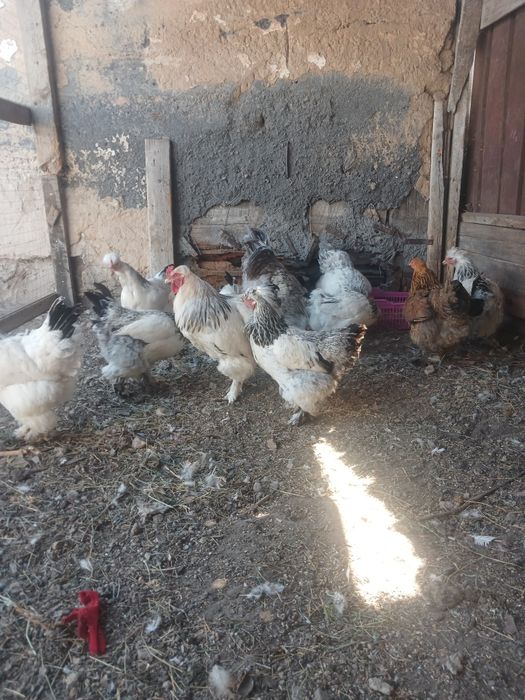 Продам курей брама