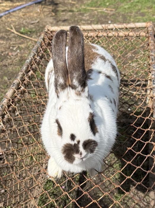 Vând iepuroaică Hycole Francez