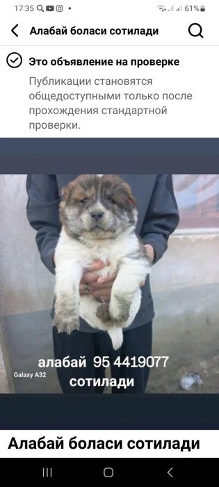 Алабай боласи сотилади