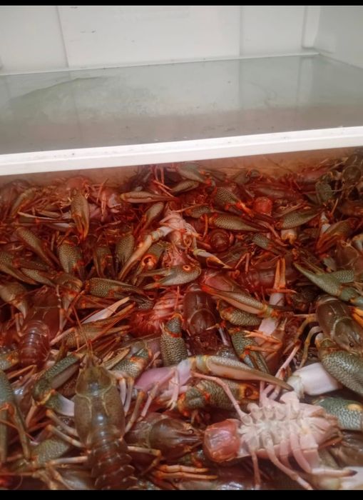 Продам живых раков