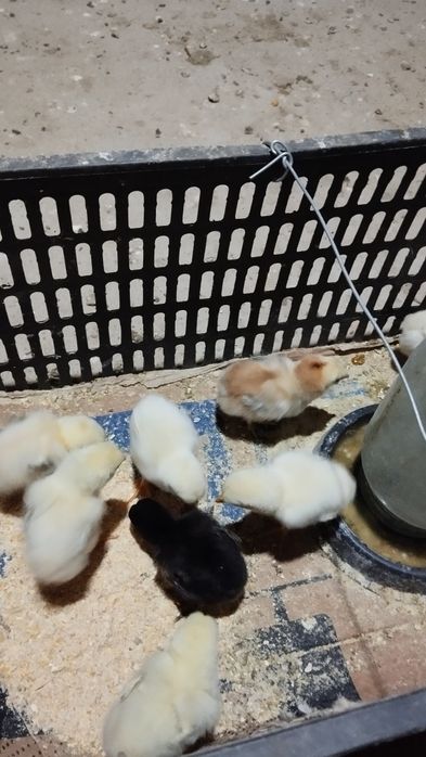 Kulongi chucha ikkita pataki bor