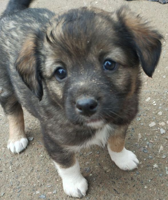 Щенятки в добрые руки