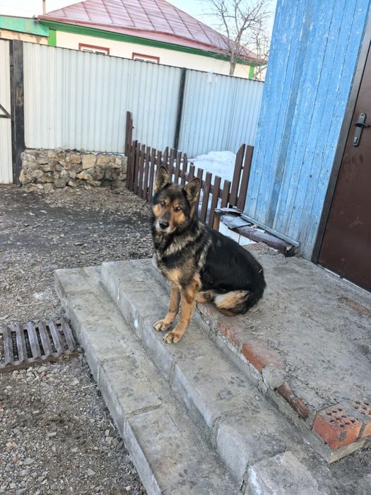 Хорошая овчарка.