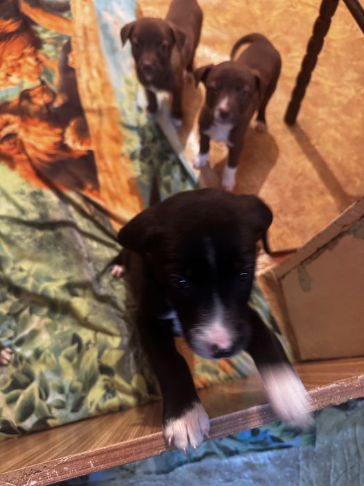 Отдам щенков 6 девочек смеш.питбуль