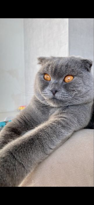 Шотландец вислоухий на вязку