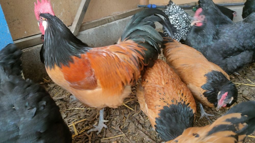 Familie vorwerk 4 găini/puicuțe+1 cocoș vand/schimb Wyandotte argintiu