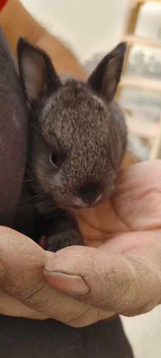 Қуён болалари сотилади. 35 000 дан 100 000 гача.