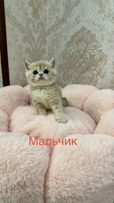 Продаётся чистокровный котята золотая шиншилла и серебристая шиншилла