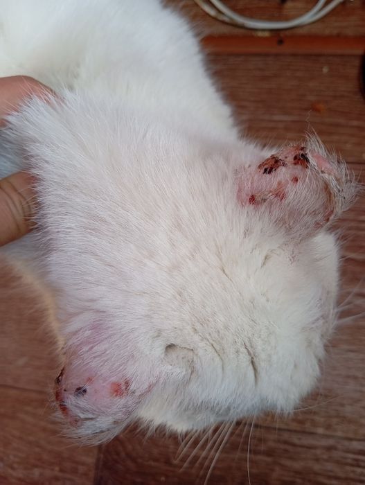 Кот белый спасённый