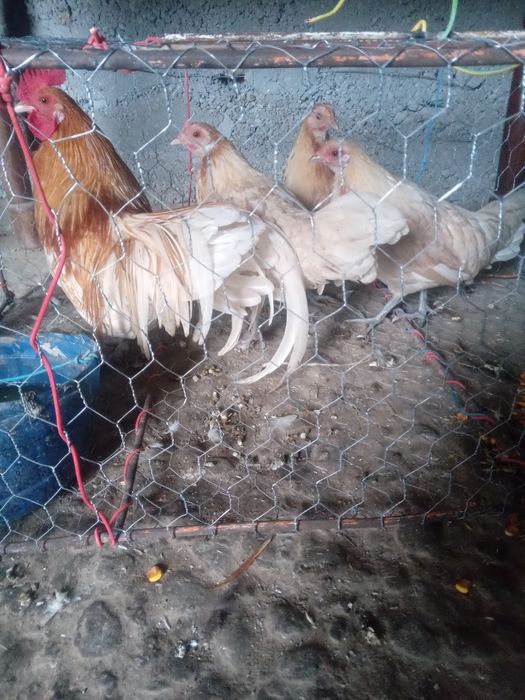 De vanzare gain si cocos phoenix.