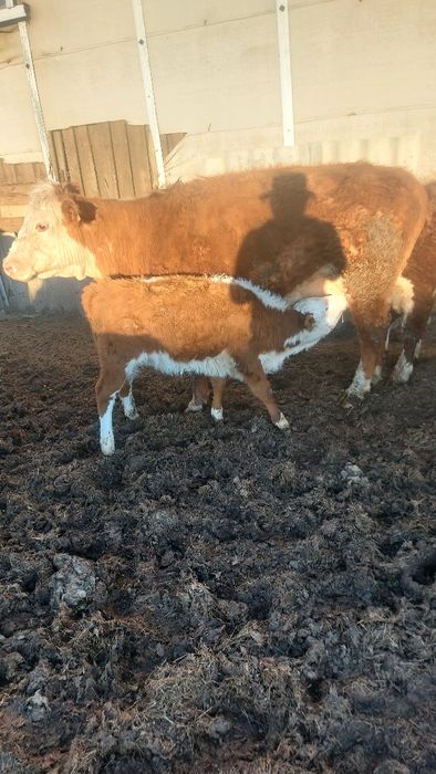 Продам КРС, в количестве 40 голов