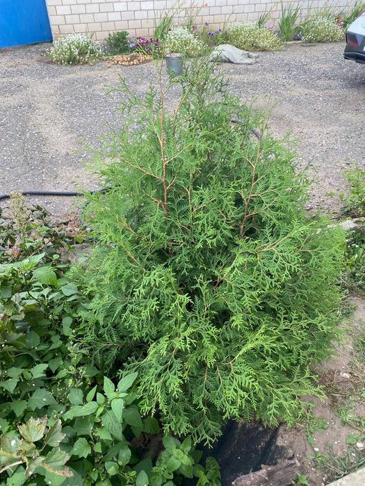 Продам Саженец Туи