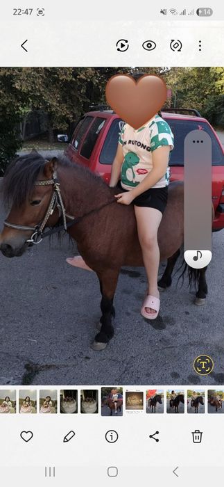 Продам пони жеребец