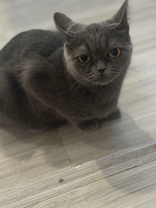 Отдам котенка, девочка 2 месяца
