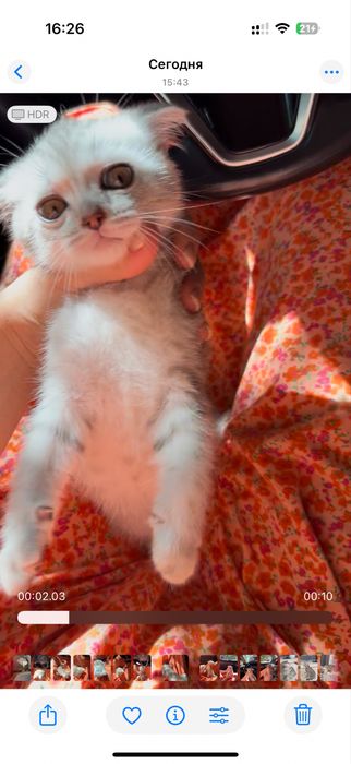 Веслаухи кот мальчик