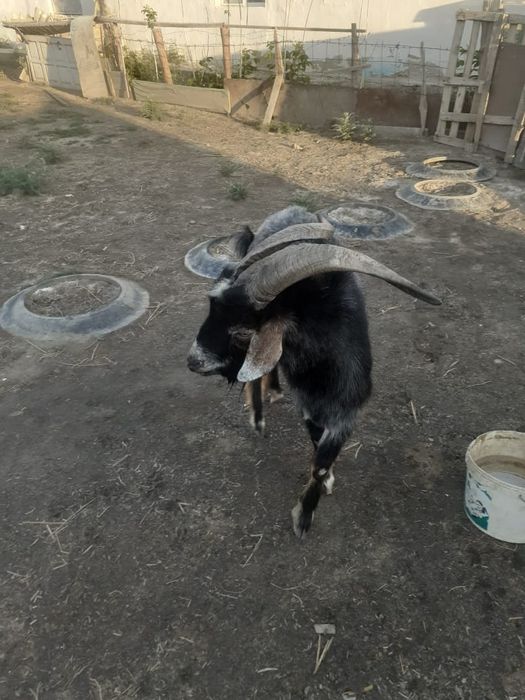 Теке сатылады екы жасар