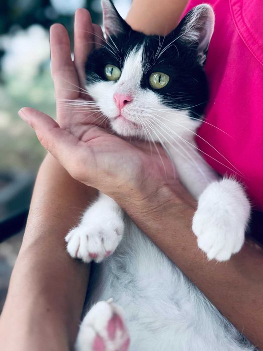 Коте Kари търси своя дом