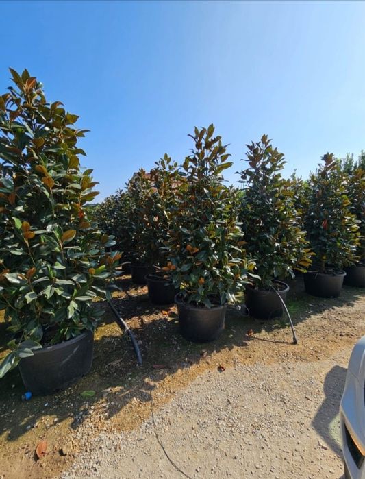 Magnolia Grandiflora | tufă sau copac
